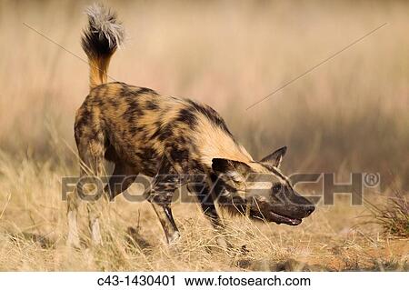 Stock Image - African Wild Dog Lycaon pictus - This captive animal is fed and show the same aggressive behaviour at the feeding place as it would do in the wild when attacking Listed as endangered species. Fotosearch
