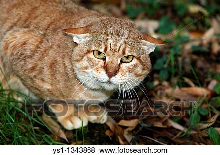 AFRICAN WILDCAT felis silvestris lybica, ADULT View Large Photo Image Stock Photo - AFRICAN WILDCAT felis silvestris lybica, ADULT. Fotosearch