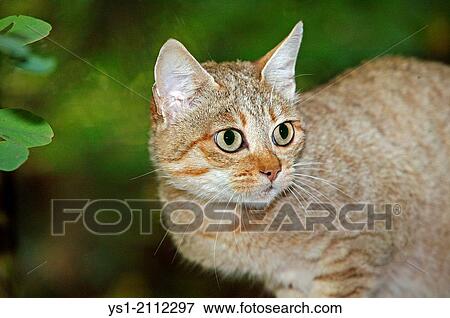 African Wildcat, felis silvestris lybica, Portrait. View Large Photo Image Stock Photo - African Wildcat, felis silvestris lybica, Portrait.. Fotosearch