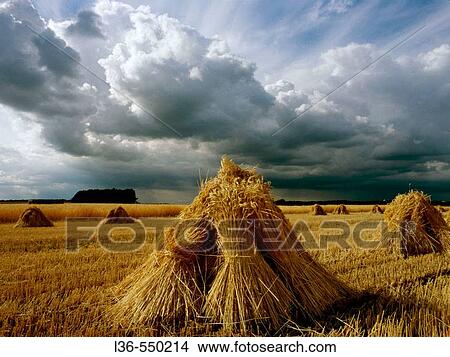 After harvest. Podlasie region, Eastern Poland View Large Photo Image Picture - After harvest. Podlasie region, Eastern Poland. Fotosearch