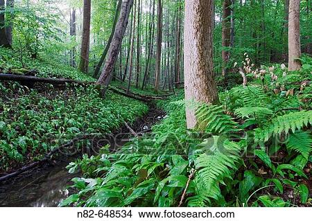 After rain in a deciduous forest. Ramson blooming in deciduous forest at a small brook - Bavaria/Germany View Large Photo Image Picture - After rain in a deciduous forest. Ramson blooming in deciduous forest at a small brook - Bavaria/Germany. Fotosearch