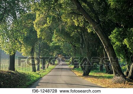 Afternoon light along oak tree shaded rural road, Vineyard Drive, Paso Robles San Luis Obispo County, California View Large Photo Image Stock Photo - Afternoon light along oak tree shaded rural road, Vineyard Drive, Paso Robles San Luis Obispo County, California. Fotosearch