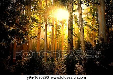 Afternoon Sun shines through gum trees in Table Mountain National Park in Cape Town, South Africa View Large Photo Image Stock Image - Afternoon Sun shines through gum trees in Table Mountain National Park in Cape Town, South Africa. Fotosearch