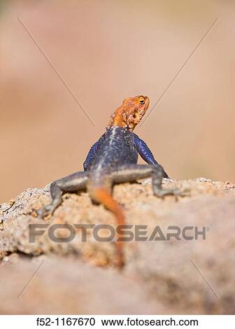 Agama lizard, Brandberg Mountain, Namib Desert, Namibia View Large Photo Image Stock Image - Agama lizard, Brandberg Mountain, Namib Desert, Namibia. Fotosearch