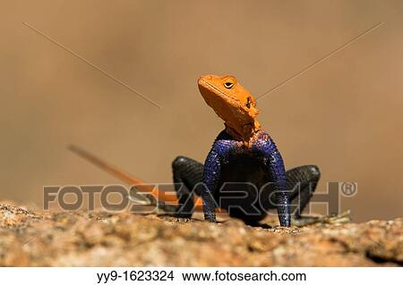 Agama Lizard Male - Mowani Mountain Camp - Twyfelfontein, Damaraland, Namibia, Africa View Large Photo Image Picture - Agama Lizard Male - Mowani Mountain Camp - Twyfelfontein, Damaraland, Namibia, Africa. Fotosearch