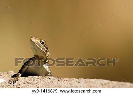 Agama Lizard - Masai Mara National Reserve, Kenya View Large Photo Image Stock Photo - Agama Lizard - Masai Mara National Reserve, Kenya. Fotosearch