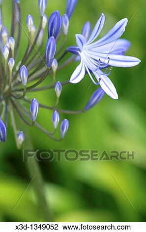 Agapanthus praecox flower, Cape Town, South Africa View Large Photo Image Stock Image - Agapanthus praecox flower, Cape Town, South Africa. Fotosearch