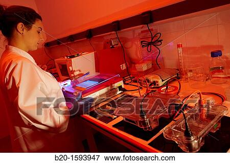 Stock Photo - Agarose gel electrophoresis, Biotechnology Laboratory, Health Area, Alava Technology Park, Technology Centre, Tecnalia Research & Innovation, Miano, Araba, Basque Country, Spain. Fotosearch