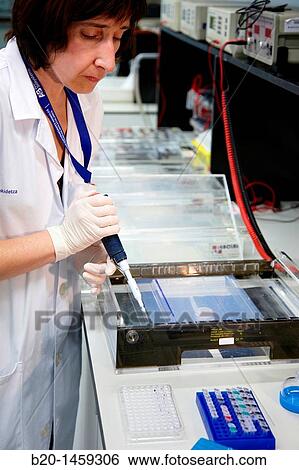 Agarose gel electrophoresis, Neuroscience lab, Research in neuromuscular disorders, neurodegenerative diseases, parkinson, dementia and multiple sclerosis, Biodonostia Health and Biomedicine Research Institute, View Large Photo Image Stock Photograph - Agarose gel electrophoresis, Neuroscience lab, Research in neuromuscular disorders, neurodegenerative diseases, parkinson, dementia and multiple sclerosis, Biodonostia Health and Biomedicine Research Institute,. Fotosearch