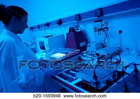 Agarose gel electrophoresis, Biotechnology Laboratory, Health Area, Alava Technology Park, Technology Centre, Tecnalia Research & Innovation, Miano, Araba, Basque Country, Spain View Large Photo Image Stock Photograph - Agarose gel electrophoresis, Biotechnology Laboratory, Health Area, Alava Technology Park, Technology Centre, Tecnalia Research & Innovation, Miano, Araba, Basque Country, Spain. Fotosearch