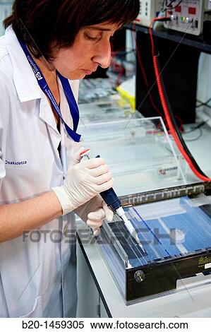Agarose gel electrophoresis, Neuroscience lab, Research in neuromuscular disorders, neurodegenerative diseases, parkinson, dementia and multiple sclerosis, Biodonostia Health and Biomedicine Research Institute, View Large Photo Image Stock Photography - Agarose gel electrophoresis, Neuroscience lab, Research in neuromuscular disorders, neurodegenerative diseases, parkinson, dementia and multiple sclerosis, Biodonostia Health and Biomedicine Research Institute,. Fotosearch