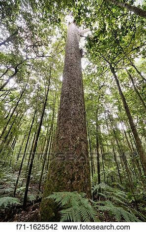 Agathis australis, commonly known as the kauri, is a coniferous tree found north of 38? S in the northern districts of New Zealand's North Island View Large Photo Image Stock Image - Agathis australis, commonly known as the kauri, is a coniferous tree found north of 38? S in the northern districts of New Zealand's North Island. Fotosearch