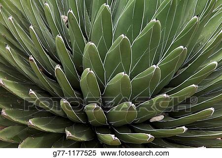 Agave (Agave victoriae-reginae), Mexico View Large Photo Image Stock Photography - Agave (Agave victoriae-reginae), Mexico. Fotosearch