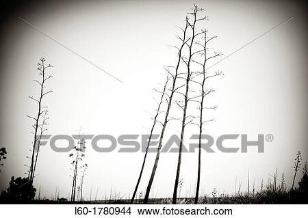 Agave Americana, Cabo de Gata, Almeria province, Andalucia, Spain View Large Photo Image Picture - Agave Americana, Cabo de Gata, Almeria province, Andalucia, Spain. Fotosearch