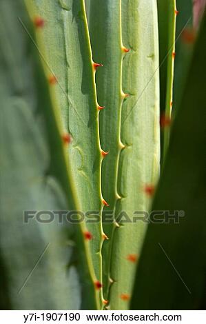 Agave americana, century plant, maguey, American aloe View Large Photo Image Stock Image - Agave americana, century plant, maguey, American aloe. Fotosearch
