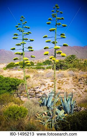 Agave Americana, Natural Park Cabo de Gata, Almeria, Spain View Large Photo Image Stock Image - Agave Americana, Natural Park Cabo de Gata, Almeria, Spain. Fotosearch