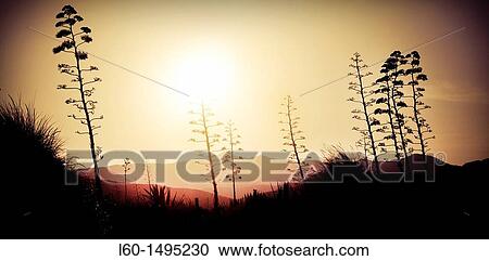 Stock Image - Agave Americana, Natural Park Cabo de Gata, Almeria, Spain. Fotosearch