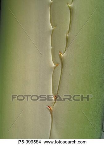Picture - Agave americana,. Fotosearch