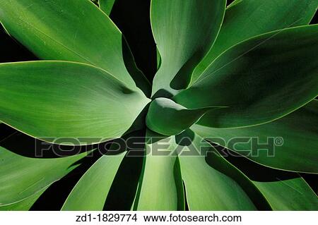 Agave attenuata plant in New Zealand View Large Photo Image Picture - Agave attenuata plant in New Zealand. Fotosearch