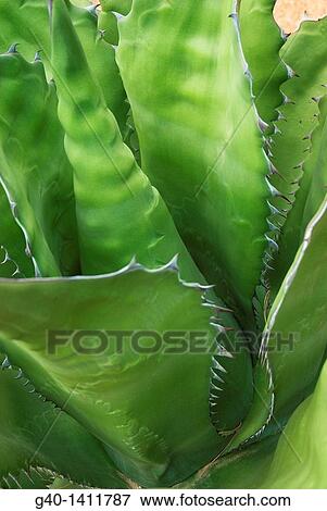 Stock Photo - Agave Ferox. Fotosearch