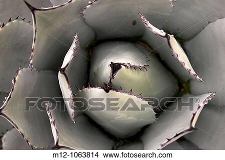 Agave parryi Cactus View Large Photo Image Picture - Agave parryi Cactus. Fotosearch