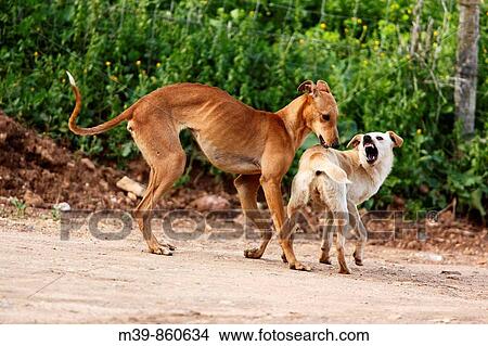 Aggressive dogs View Large Photo Image Picture - Aggressive dogs. Fotosearch
