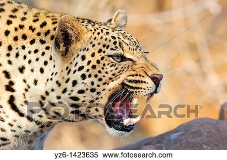 Stock Photography - Agressive leopard (Panthera pardus), Greater Kruger Park, South Africa. Fotosearch