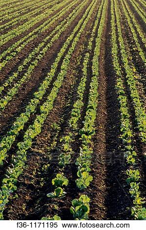 Agricultural crop plants in rows at sunrise along Refugio Road, near Santa Ynez, Santa Barbara County, California View Large Photo Image Stock Photography - Agricultural crop plants in rows at sunrise along Refugio Road, near Santa Ynez, Santa Barbara County, California. Fotosearch