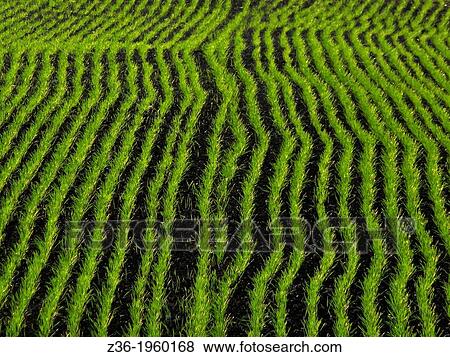 Agricultural field at autumn. View Large Photo Image Stock Photo - Agricultural field at autumn.. Fotosearch