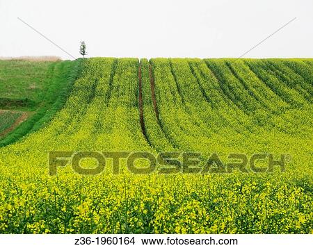 Agricultural field at spring, lupine. View Large Photo Image Picture - Agricultural field at spring, lupine.. Fotosearch