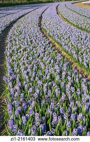 Stock Image - Agricultural field of Hyacinth Flowers, Netherlands, Holland. Fotosearch