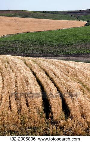 agricultural landscape mosaic of ripe wheat and sunflower born during the summer, The Louisiana, Sevilla, Andalucia, Spain, Europe View Large Photo Image Stock Photograph - agricultural landscape mosaic of ripe wheat and sunflower born during the summer, The Louisiana, Sevilla, Andalucia, Spain, Europe. Fotosearch