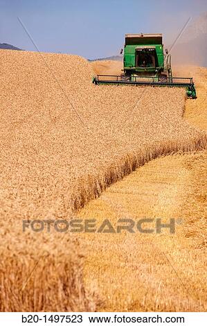Agricultural machinery Combine harvester on field of wheat? Learza? estate Near Estella, Navarre, Spain View Large Photo Image Stock Image - Agricultural machinery Combine harvester on field of wheat? Learza? estate Near Estella, Navarre, Spain. Fotosearch
