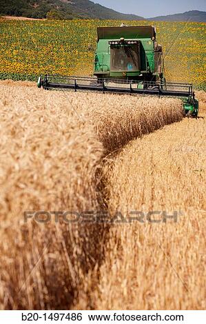 Agricultural machinery Combine harvester on field of wheat? Learza? estate Near Estella, Navarre, Spain View Large Photo Image Stock Photograph - Agricultural machinery Combine harvester on field of wheat? Learza? estate Near Estella, Navarre, Spain. Fotosearch