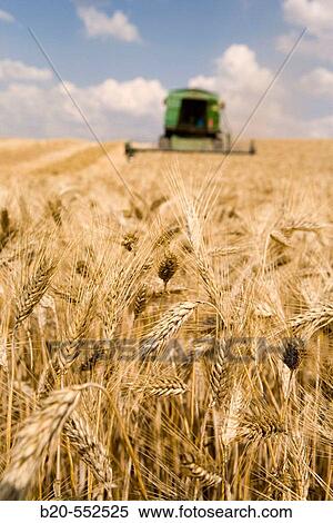 Agricultural machinery. Combine harvester on field of wheat.? Learza? estate. Near Estella, Navarre, Spain View Large Photo Image Stock Photography - Agricultural machinery. Combine harvester on field of wheat.? Learza? estate. Near Estella, Navarre, Spain. Fotosearch