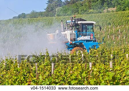 Stock Image - Agricultural vehicle spraying pesticide in a vineyard, Burgundy, France, Europe. Fotosearch