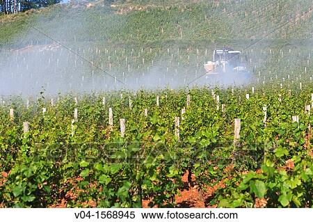 Agricultural vehicle spraying pesticide in a vineyard. Burgundy, France. View Large Photo Image Stock Photography - Agricultural vehicle spraying pesticide in a vineyard. Burgundy, France.. Fotosearch