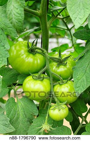 Agriculture, Bio, Flora, Food, Garden, Gardening, Legume, Market, Natural, Nature, Organic, Plant, Unripe, Tomato, Tomatoes, Vegetables, Solanum lycopersicum, Fruits, Greenhouse cultivation, Cultivars, Green tomatoes View Large Photo Image Stock Image - Agriculture, Bio, Flora, Food, Garden, Gardening, Legume, Market, Natural, Nature, Organic, Plant, Unripe, Tomato, Tomatoes, Vegetables, Solanum lycopersicum, Fruits, Greenhouse cultivation, Cultivars, Green tomatoes. Fotosearch