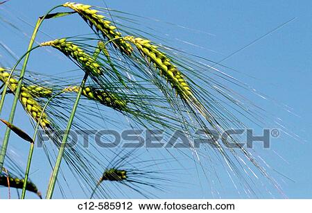 Agriculture Cereal View Large Photo Image Stock Image - Agriculture Cereal. Fotosearch