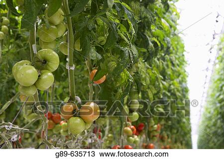 Agriculture & Farming View Large Photo Image Stock Image - Agriculture & Farming. Fotosearch