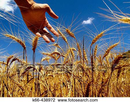 Agriculture & Farming View Large Photo Image Stock Image - Agriculture & Farming. Fotosearch