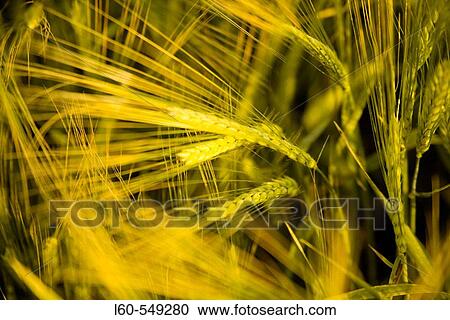 Agriculture & Farming View Large Photo Image Stock Image - Agriculture & Farming. Fotosearch