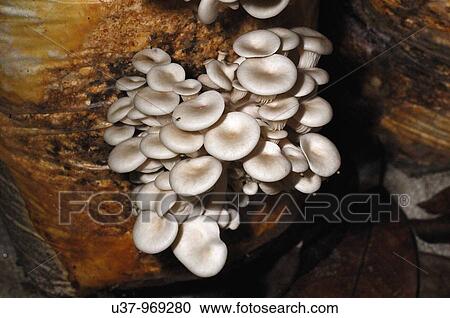 Stock Image - Agriculture & Farming. Fotosearch
