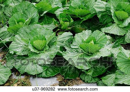 Agriculture & Farming View Large Photo Image Stock Image - Agriculture & Farming. Fotosearch