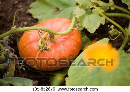 Agriculture & Farming View Large Photo Image Stock Photo - Agriculture & Farming. Fotosearch