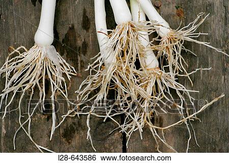 Agriculture & Farming View Large Photo Image Stock Photograph - Agriculture & Farming. Fotosearch