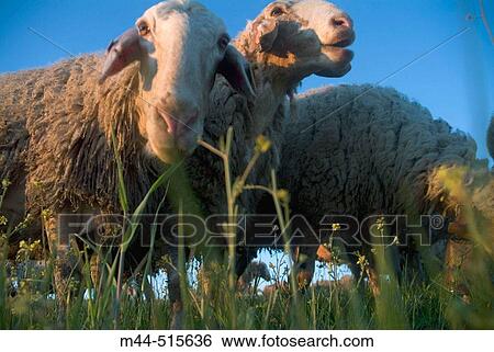 Agriculture & Farming View Large Photo Image Stock Photograph - Agriculture & Farming. Fotosearch