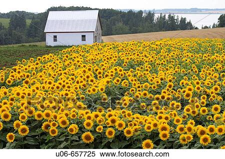 Agriculture & Farming View Large Photo Image Stock Photography - Agriculture & Farming. Fotosearch