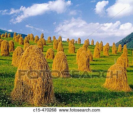 Agriculture in Carinthia, Austrian alps View Large Photo Image Stock Photo - Agriculture in Carinthia, Austrian alps. Fotosearch