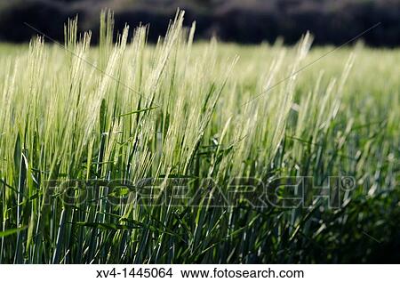 Agriculture in Mos Aragon, Spain View Large Photo Image Picture - Agriculture in Mos Aragon, Spain. Fotosearch